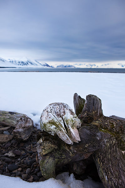 The Cold Edge: Beluga whale skull on a piece of driftwood