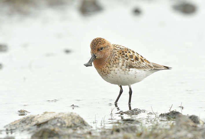 IUCN meeting: 100 most critically endangered species 