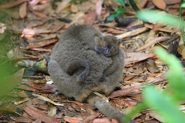 IUCN meeting: 100 most critically endangered species 
