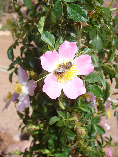 IUCN meeting: 100 most critically endangered species 