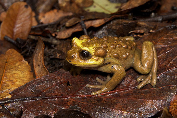 IUCN meeting: 100 most critically endangered species 