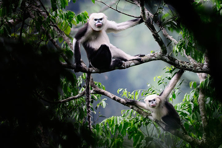 IUCN meeting: 100 most critically endangered species 