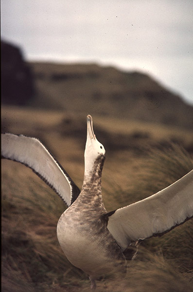 IUCN meeting: 100 most critically endangered species 