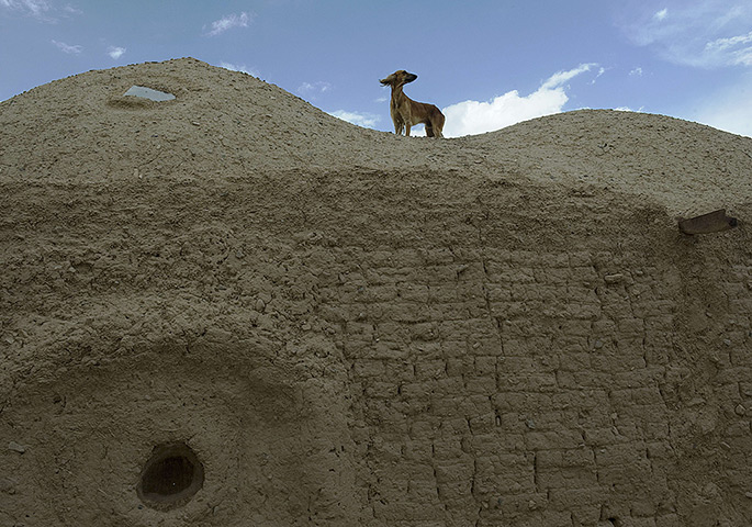 24 hours: Qalacha village, Afghanistan: An Afghan hound stands on the roof of a house