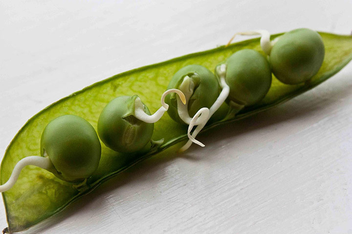 In pictures: In pictures - Harvest