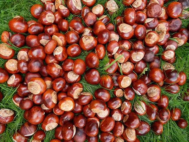 In pictures: In pictures - Harvest