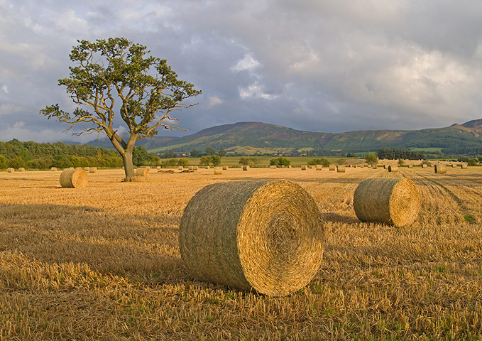 In pictures: In pictures - Harvest