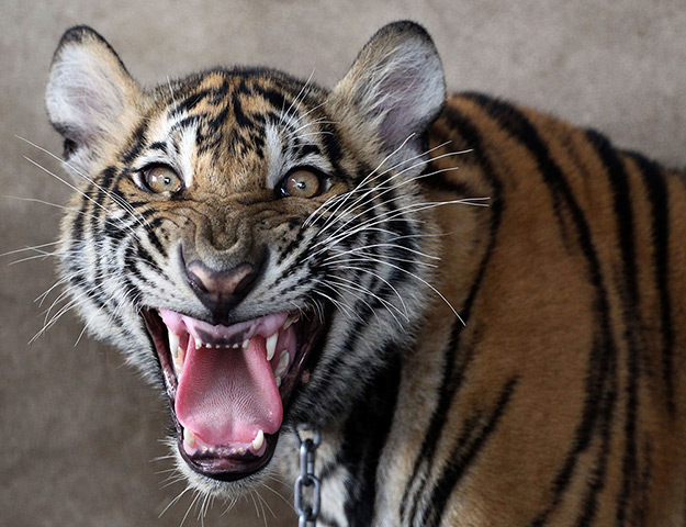 24 hours: Pathum Thani province, Thailand: A juvenile tiger roars