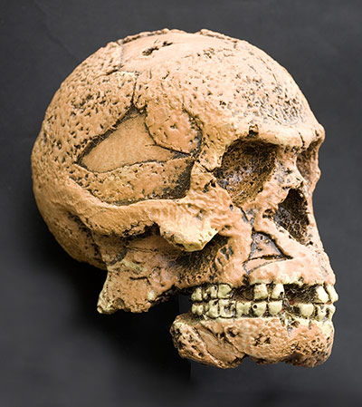 Ten best: Homo erectus. Humanoid skull reconstruction.