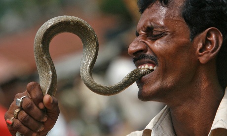 snake manu