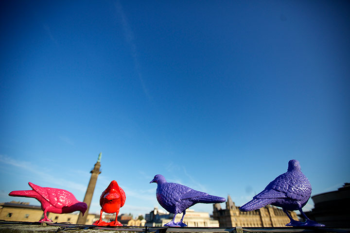 Liverpool biennial: Belonging by Patrick Murphy, a series of 150 brightly coloured pigeons