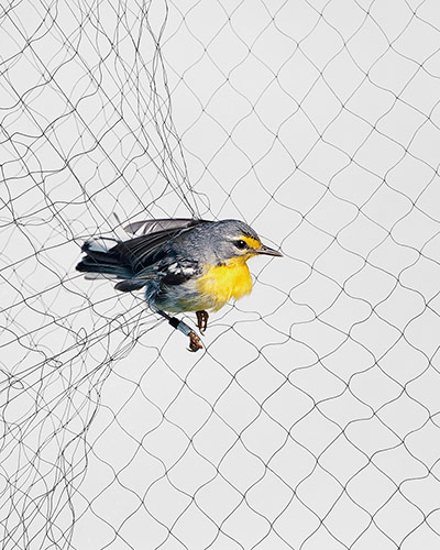 Big Picture-Birds in Nets: Bird caught in a net