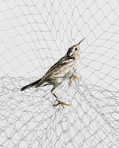 Big Picture-Birds in Nets: Bird caught in a net