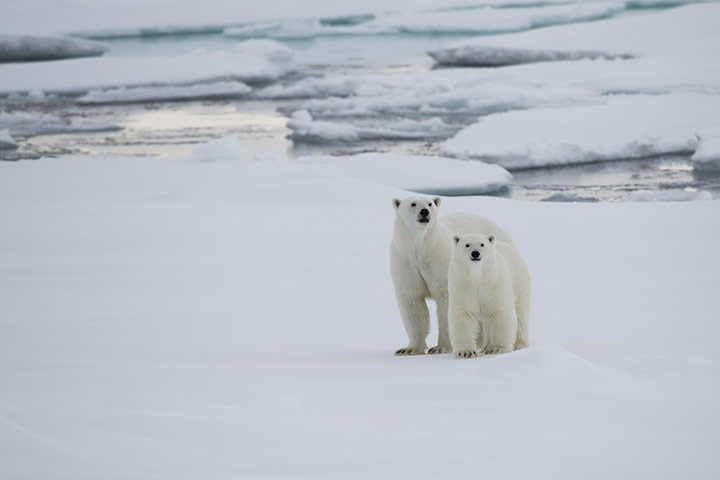 Week in wildlife: a polar bear and her cub.
