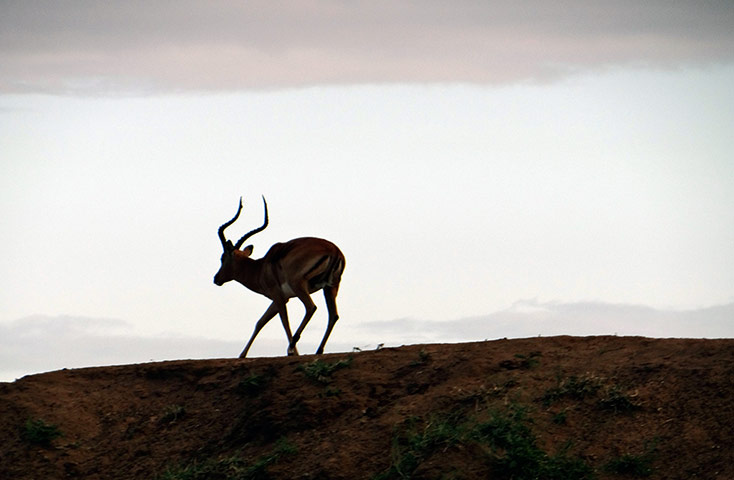 Week in wildlife: An impala