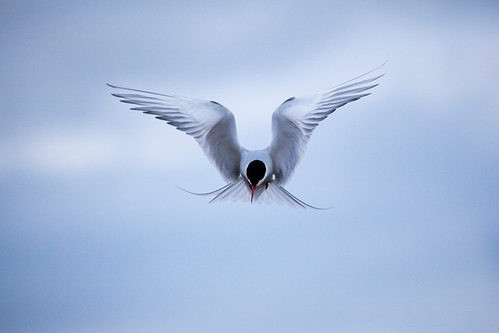 Week in wildlife: Arctic Tern, sterna paradisea, Svalbard