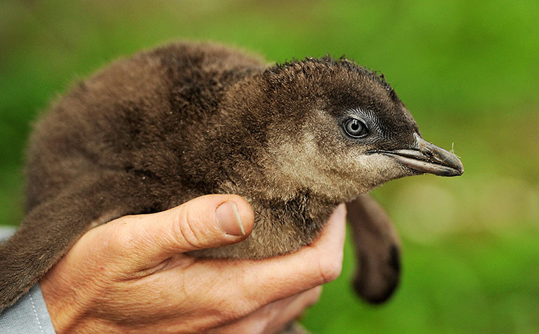 Week in wildlife: Little Penguin chick