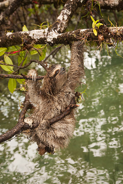 Week in wildlife: pygmy three-toed sloth 