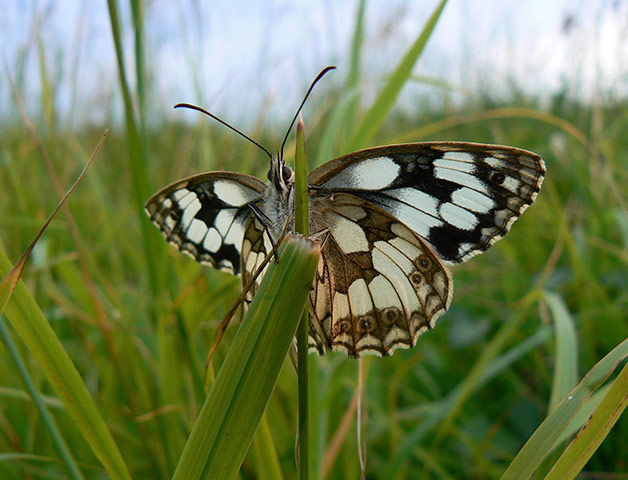 Week in wildlife: Butterfly numbers down in wet spell