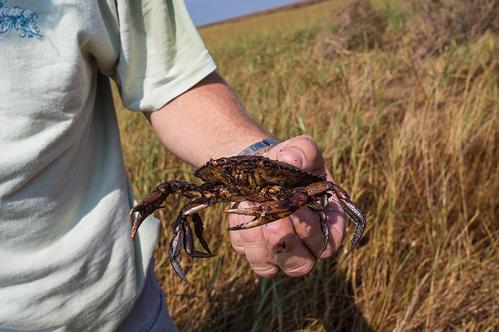 Week in wildlife: Hurricane Isaac Washes up Oil in Bay Baptiste