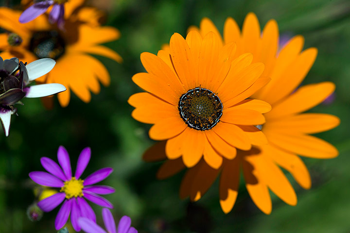 Week in wildlife: Wild flowers in South Africa