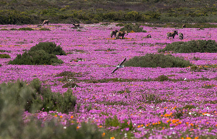 Week in wildlife: Zebra walk in a field of assorted wild daisies 