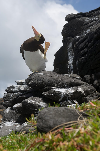 Week in wildlife:  A sea bird rests on a reef in Fernando de Noronha Archipelago of Brazil