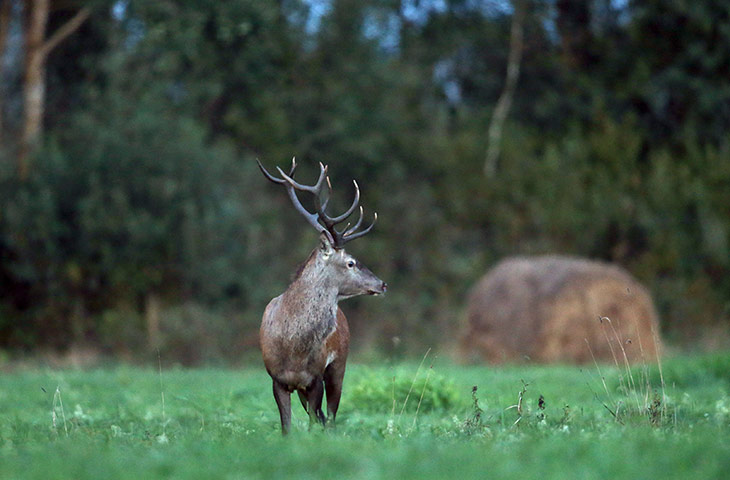 Week in wildlife: red deer