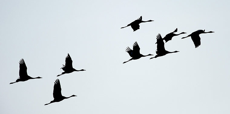 Week in wildlife: Common Cranes migrate