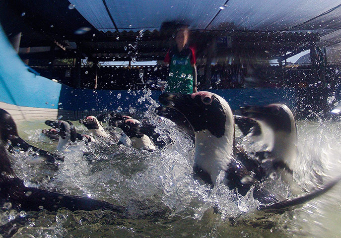 Week in wildlife: Rehabilitation of Oiled Penguins in Cape Town, South Africa
