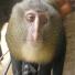 Week in wildlife: New monkey lesula