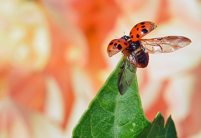 Week in wildlife: A ladybird starts to fly from a dahlia flower in Erfurt