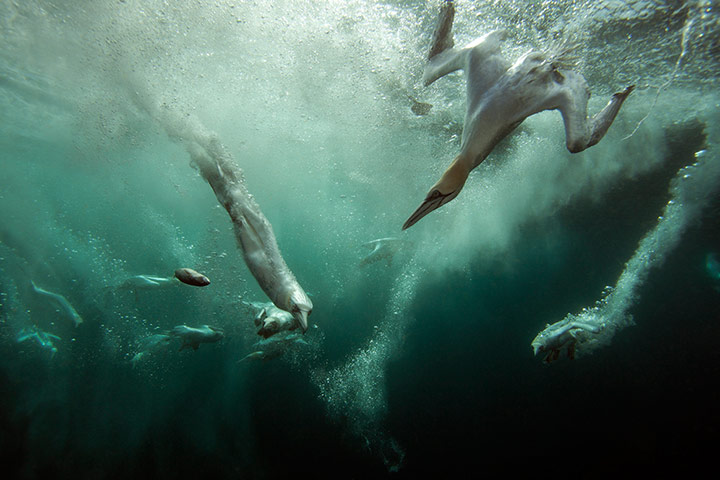 20 photos: British Wildlife Photography Awards 2012