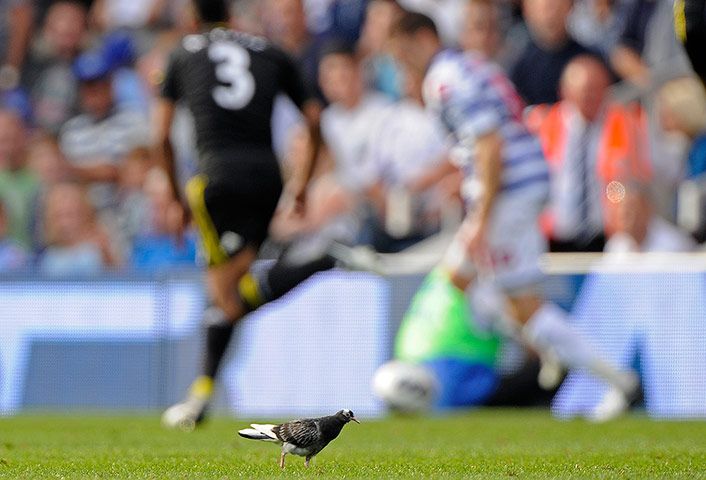 John and Anton at QPR: QPR v Chelsea