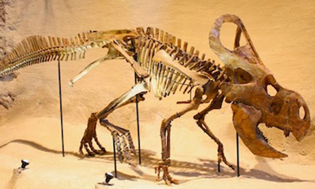 The dinosaur Protoceratops with a large crest on the back of its head