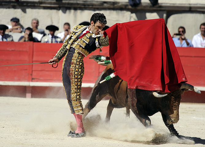 Bullfighter Jose Tomas: Tomas performs a muleta pass