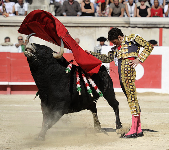 Bullfighter Jose Tomas: Tomas performs a muleta pass with a Victoriano Del Rio fighting bull 