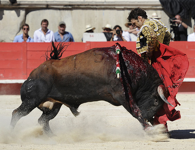 Bullfighter Jose Tomas: Tomas performs a muleta pass with a Victoriano del Rio fighting bull