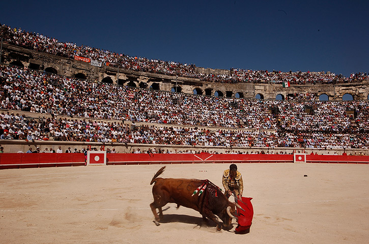 Bullfighter Jose Tomas: Matador Jose Tomas performs with one of six bulls