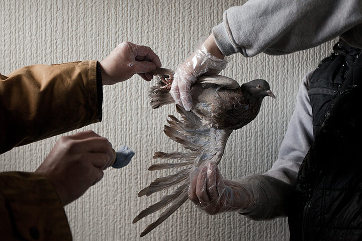 Scottish pigeons: Father and son Ian and Mark Wilson