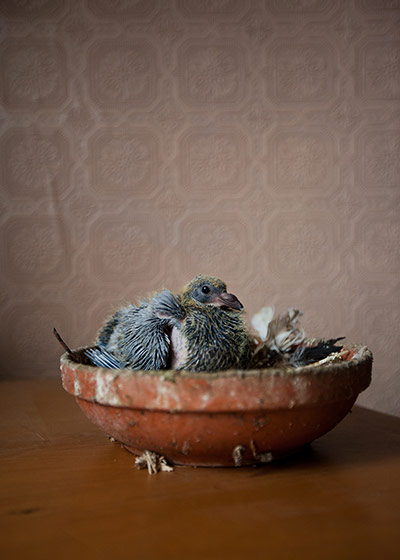 Scottish pigeons: A baby pigeon