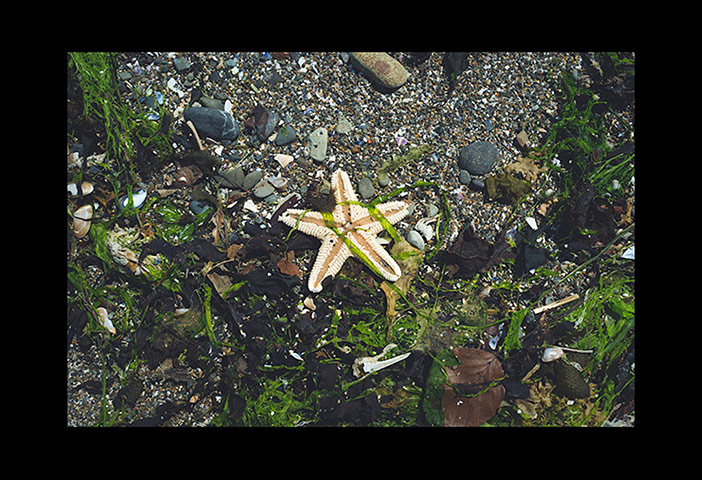 Green shoots: from readers flickr group about beach photography