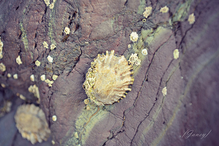 Green shoots: from readers flickr group about beach photography
