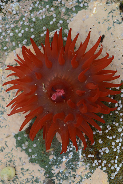 Green shoots: from readers flickr group about beach photography