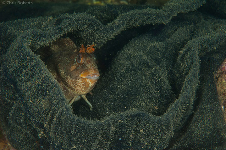 Green shoots: from readers flickr group about beach photography