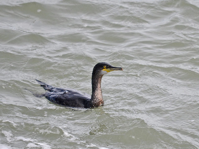 Green shoots: from readers flickr group about beach photography