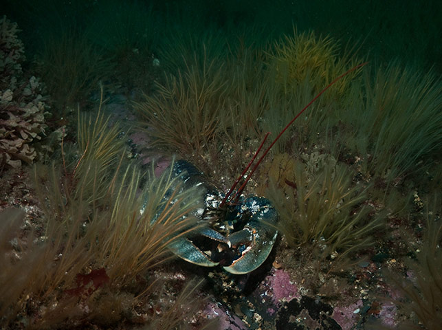 Green shoots: from readers flickr group about beach photography