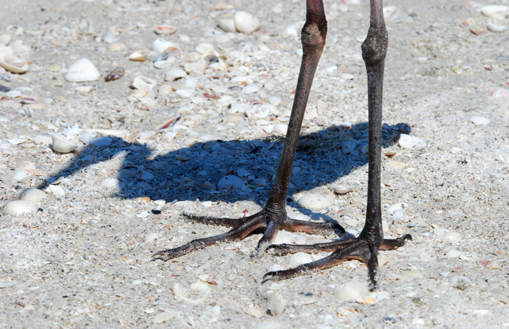 Green shoots: from readers flickr group about beach photography