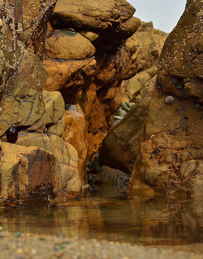 Green shoots: from readers flickr group about beach photography