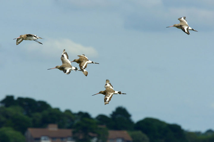 Green shoots: from readers flickr group about beach photography